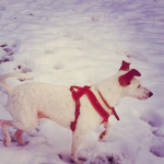 Snow Dog by onetenzeroseven